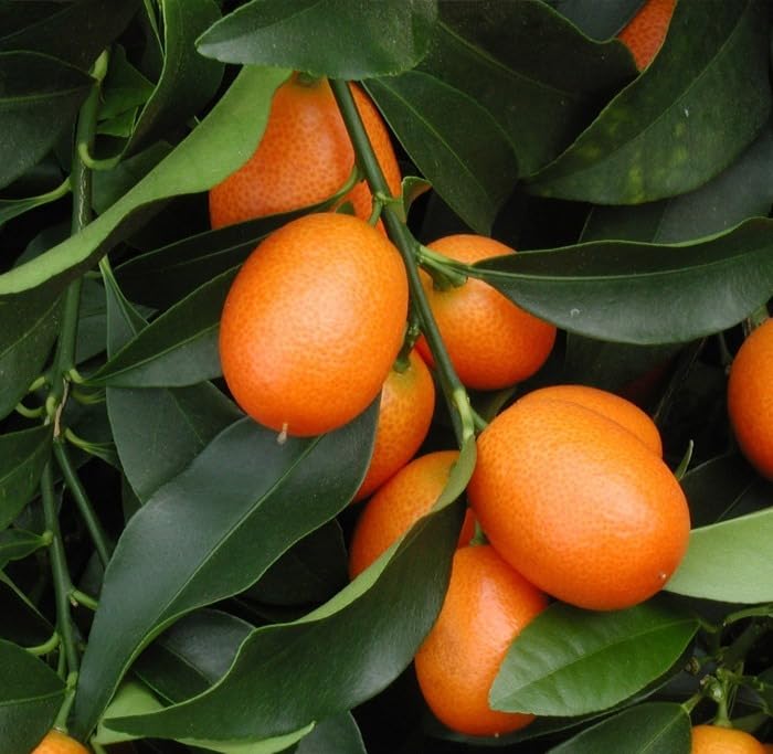 GREENRY NURSERY Sweet lemon/Sweet Kumquat(Grafted) Orange Plant (2YEARS OLD PLANT) Pack of 1 With Fruits test is Sweet/its good luck plant (B0CR7BFPZP) Amazon Price History, Amazon Price Tracker