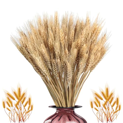 100 Tallos 21.7 Pulgadas Flores De Trigo Seco Gavillas, Tallos De Trigo Natural Arreglo Otoño Bundle, Color O-riginal Orejas De T-rigo Flores Secas, Planta Pastoral Orejas De T-rigo Para Diys Artesaní
