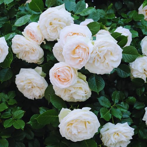 Climbing Roses Live Plant White