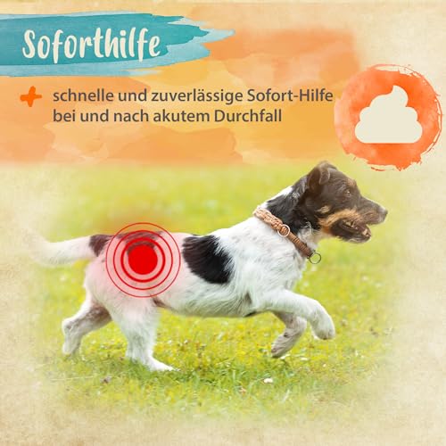 Ida Plus Diar-Stopp Tabs - Kautabletten gegen Hunde-Durchfall - Durchfallmittel - Hund-Darmflora aufbauen mit Probiotika - Darmsanierung - Stoppt Durchfall - 120 Tabletten