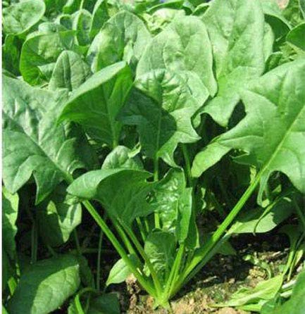 See full amazon price history chart for MaliaGarden PALAK Spinach - 50 Seeds - Indian Green Leaf Spinach - Hybrid F1 Vegetable Seeds MaliaGarden PALAK Spinach - 50 Seeds - Indian Green Leaf Spinach - Hybrid F1 Vegetable Seeds (B089FLKX9C) Amazon Price History, Amazon Price Tracker