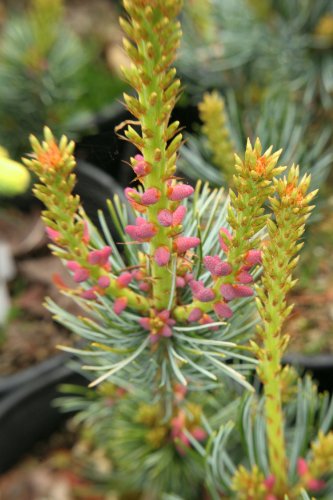 Blue Japanese White Pine 3 - Year Live Plant