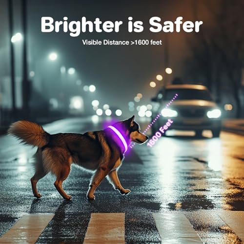 Leuchthalsband Hund Aufladbar, Hundehalsband Leuchtend, LED Halsband für Hunde Leuchtband Einstellbar Wasserdicht mit 3 Lichtmodi Sicherheit Hundehalsband für Kleine Mittlere Große Hunde, Lila-M