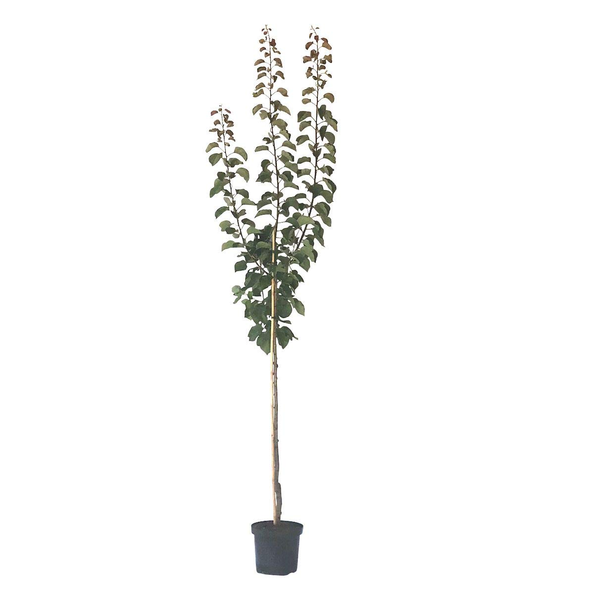 Aprikosenbaum Kuresia (S), scharkaresistenter Halbstamm 150-170 cm im 9,5 Liter Topf auf St.Julien A
