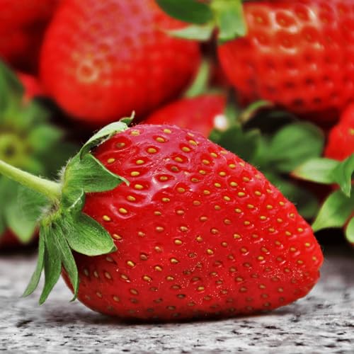 San Andreas Everbearing Bare Root Strawberry Plants - Large Strawberries Produces Great in Cold and Hot Climates - from Hand Picked Nursery (10)