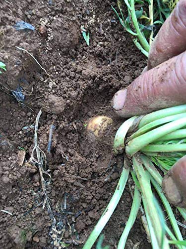 Portal Cool Maca 200 semillas semi Graines Samen Lepidium meyenii -   () - Semillas de rAcbano picante (Maca) Dadak