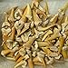 Bulk Lot of 100 Real Fossil Shark Teeth in a Gift Box