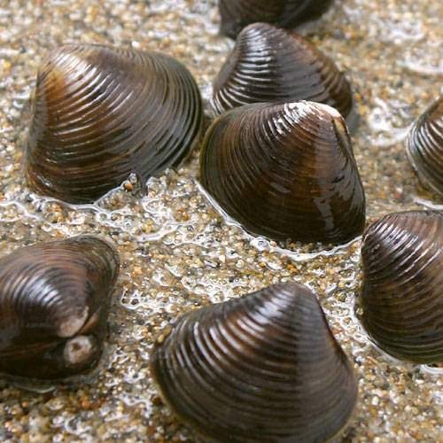 (エビ・貝)マシジミ Lサイズ(5匹)(+2割おまけ)