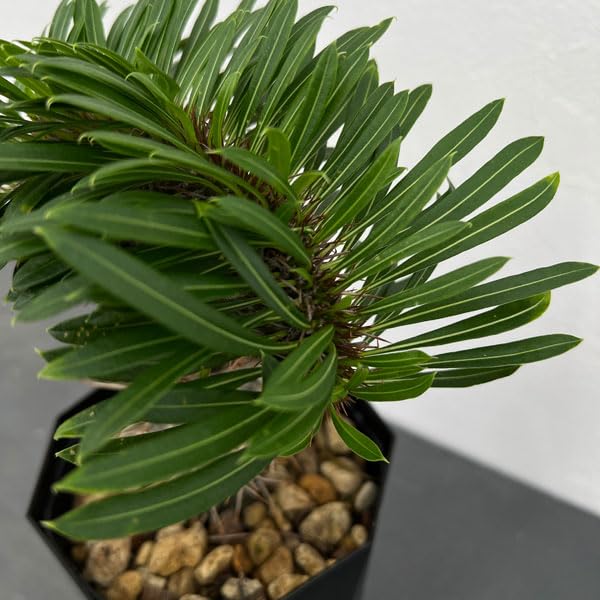 Amazon.co.jp: パキポディウム：ラメリー（綴化接木）4号鉢植え