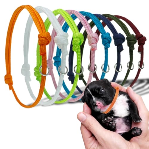 Facile identificazione: questi 8 collari per cuccioli dai colori vivaci consentono di distinguere facilmente ogni cucciolo nella cucciolata, per un monitoraggio personalizzato.