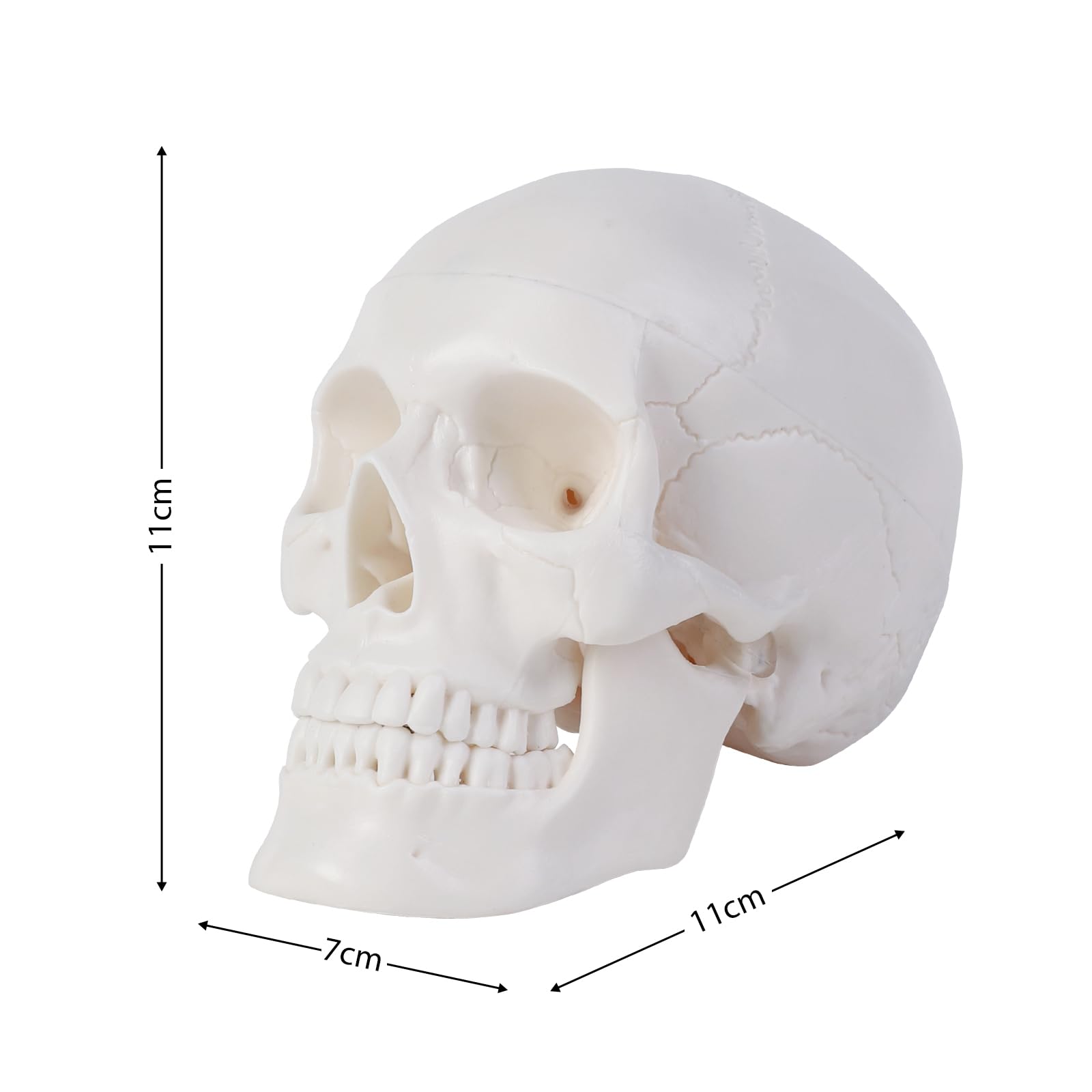 ERWEY Mini crâne modèle de squelette pour l'enseignement de l'anatomie, modèle squelette d'un crâne humain avec mâchoire mordable, blanc