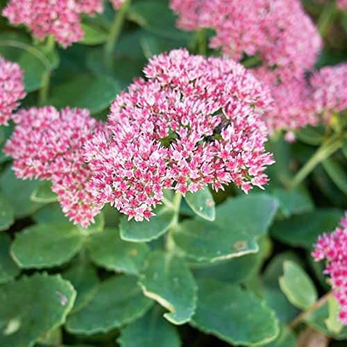 ベンケイソウ(セダム)・オータムジョイ 3.5号ロングポット【品種で選べる多肉植物】学名：Sedum 'Autumn Joy'/ベンケイソウ科ムラサキベンケイソウ属(セダム属) 耐寒性宿根草/原産地：東アジア/別名：オオベンケイソウ、セダム・オータムジョイ●オータムジョイは、花色の変化が美しいベンケイソウで、茎の先端に、球形の花がつきます。花色は、夏の終わり頃から色づき、咲き始めは淡いピンク色で、秋の深まりとともにルビー色になり、初冬には赤褐色になります。花後の花殻も美しく、冬も楽しむことが出来ます。【※商品の特性上、背丈・形・大きさ等、植物には個体差がありますが、同規格のものを送らせて頂いております。また、植物ですので多少の枯れ込みやキズ等がある場合もございます】のサムネイル