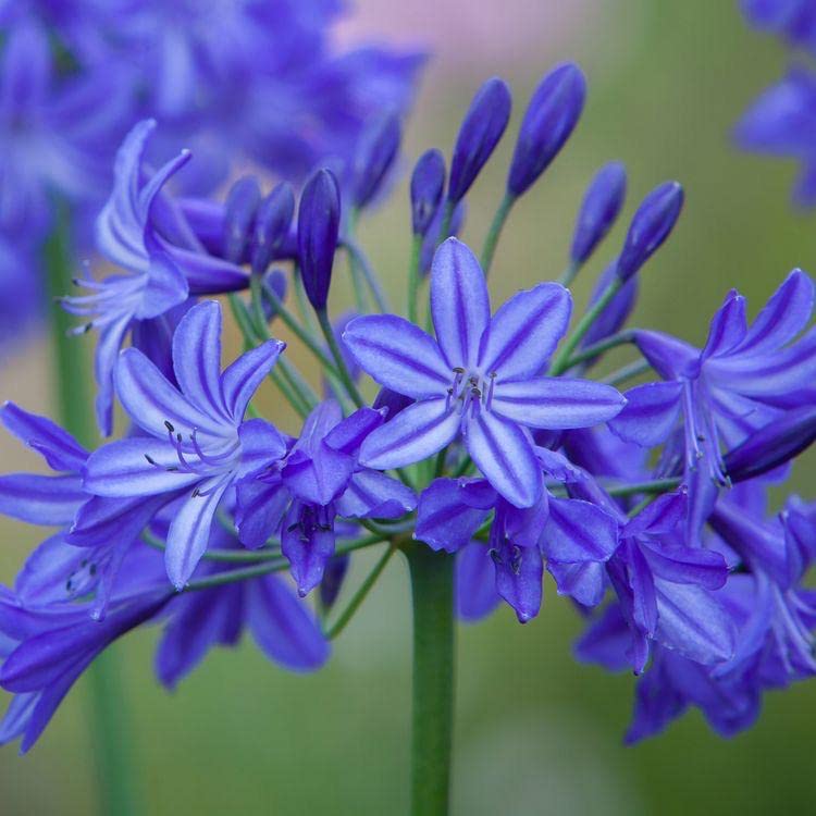 Radha Krishna Agriculture® Imported Agapanthus Summer Flower Bulbs For Indoor Outdoor Gardening (Pack Of 2 Blue Color Flower Bulbs) (B09RG8HK17) Amazon Price History, Amazon Price Tracker