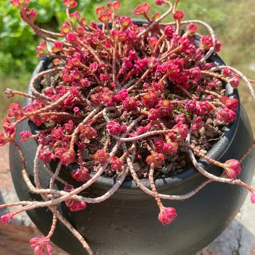 Sedum Seeds, Ornamental Foliage Plant, Color-Changing Leaves, Seasonal Garden Interest 100pcs