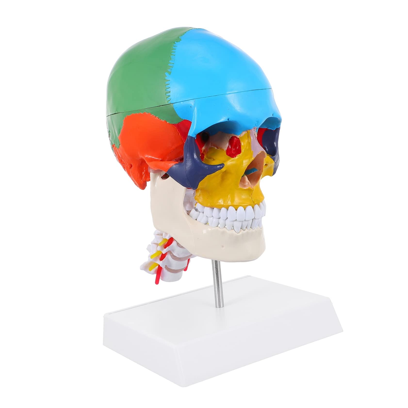 Amazon.co.jp: SKISUNO 彩色頭蓋骨モデル 人間の解剖学的頭蓋骨模型