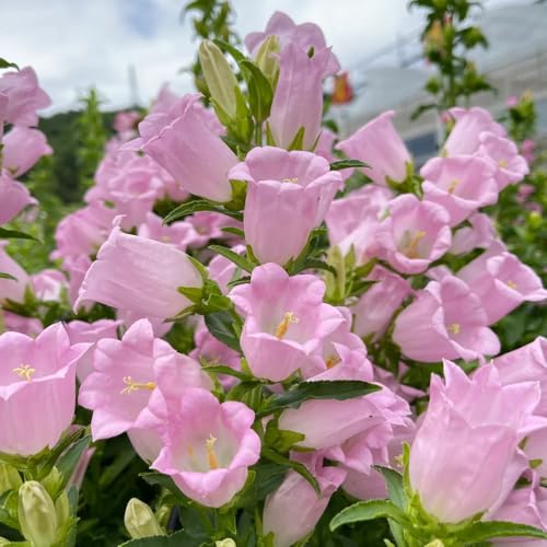 Semi resistenti di campanula da giardino, d'appartamento di campanula balcone, decorativi, campo, 600pcs