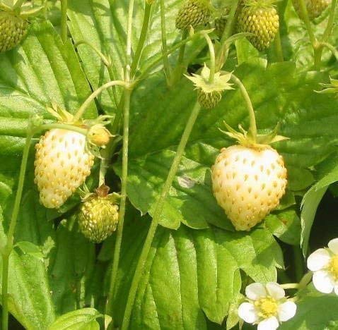 Amazon.co.jp: 植物種子 不思議なイエローイチゴ 種 12粒 : DIY
