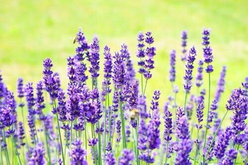 best lavender seeds