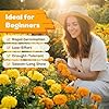 Fruivity Petite French Marigold Seeds for Planting, 400+ Flower Seeds Non-GMO Heirloom Seed Packet,Home and Garden Easy to Grow, Indoor & Outdoor Gardening, Companion Plant & Quick Blooming #2