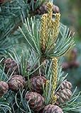 mädchenkiefer tempelhof  TROPICA - Mädchenkiefer (Pinus parviflora) - 10 Samen