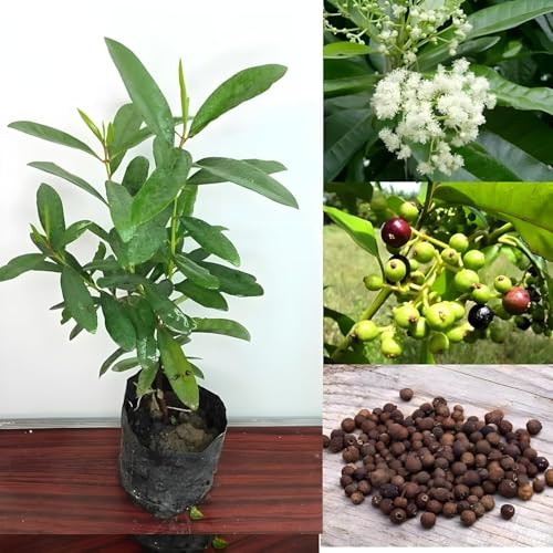 All Spice Plant Sarva Sugandhi Wondering combined the flavour of Cinnamon, Nutmeg and Clove Live Healty Plant "Kerala Variety" (Pack of 1Without Pot)