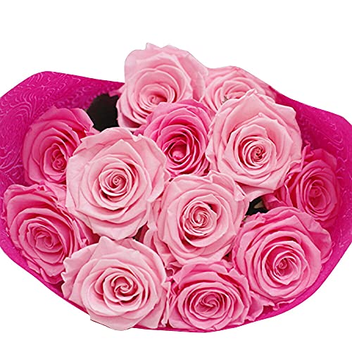 IPFA vU[uht[ ỏԑ (12 / sNOf[V)  v[g Mtg (a/v|[Y/j/LO) KN u[P j