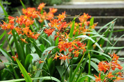 Risala 10X Crocosmia Montbretia Plants UKgrown Hardy Drought Resistant