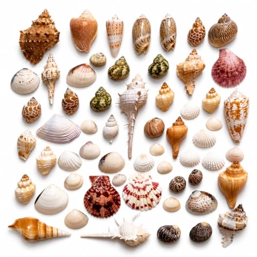 Image of Nivip Mixed Natural Seashells 450g - Different Sizes (2-6 cm), Unique Shapes & Colors for Aquarium, Vase Filler, Beach Decor, DIY Crafts, Resin Art, Home Decoration