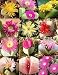 Pack of 50 Cactus Succulents Seeds, Argyroderma Species Mix, Small (Comes with Free How to Live Stress Free Ebook)