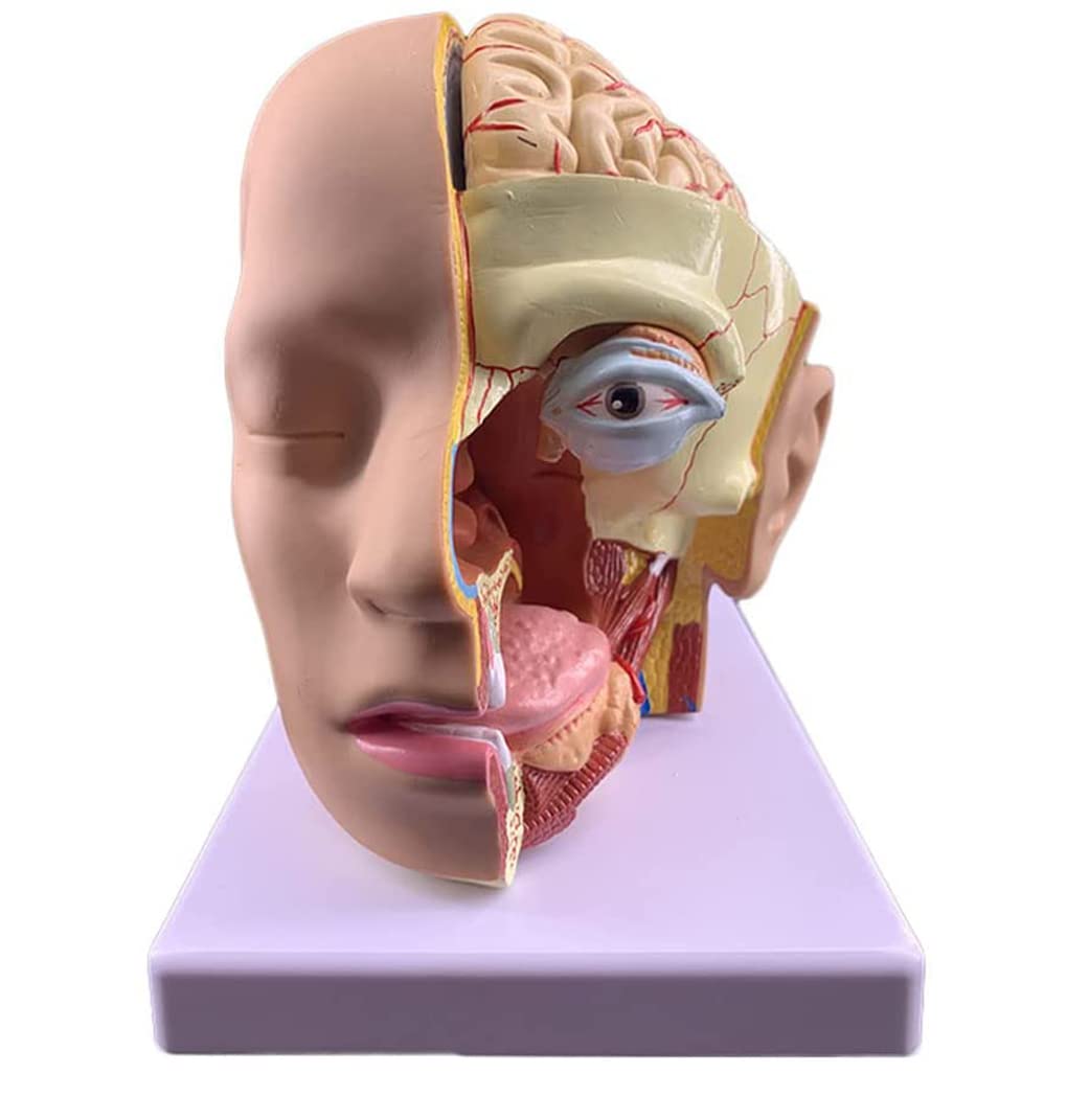 Modèle neurovasculaire AMITD 4 parties visage en taille de vie pour démonstration
