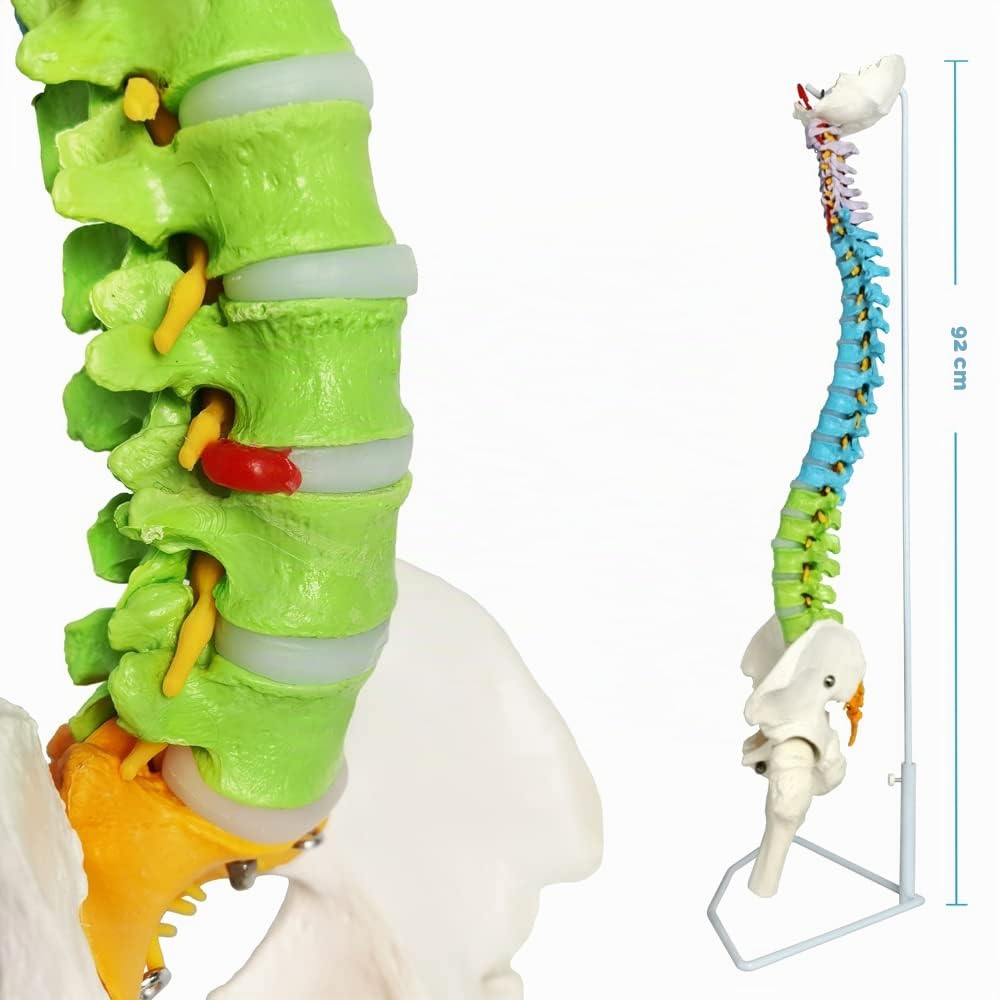 Modelo De Columna Vertebral Con Pelvis Coloreada, Flexible 34.3"/87cm, 1:1 | EVOTECH SCIENTIFIC Modelo Anatómico De Columna Vertebral Flexible, Adecuado Para El Aprendizaje De Anatomía