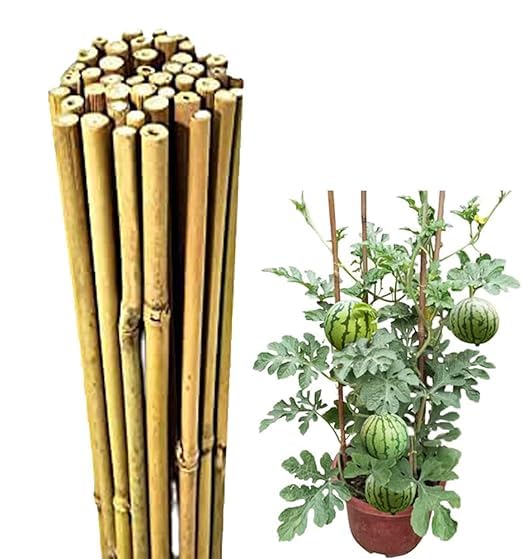 Bamboo Sticks for All Kinds Plants Support Sticks (Size 4 Feet Hight, Packet of 50 Piece) (B0CHZJLN1D) Amazon Price History, Amazon Price Tracker