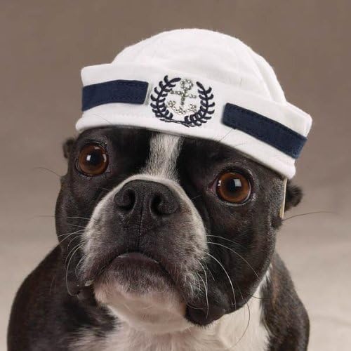 dog with sailor hat