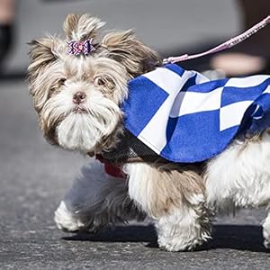 50pcs25pairs 4th of july dog hair bows with rubber band bulk for small medium puppy doggy poddle yorkies shitzu topknots bowknot elastic for patriotic independence day grooming accessories   cucciolini doodles