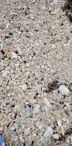 Generic Mini Desk Art Of A Cat Looking At A Bird Pebble And Seaglass Art Blue Bird Nature Artwork Measures 3.5 X 4 Inchs With Authentic Sea Glass. thumb #2