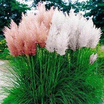 Mezcla de semillas de hierba de pampa (Cortaderia Selloana) Alta, resistente y hermosa - Crecimiento rápido - Ornamental y decoración perenne