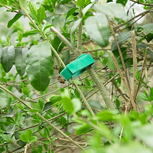 Cinta para plantas verde 6 rollos 196 pies miniatura 4