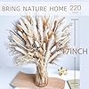220PCS Natural Dried Pampas Grass Boho Home Decor Bouquet Phragmites Dried Flowers Bouquet for Wedding Floral Arrangements Home Decorations (220PCS) #3