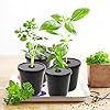 Kratky Method Hydroponic Planter Kit, 8 Hydroponic Planter Plus 24 Growing Sponges for Herbs, Hydroponic Mini Buckets for Windowsill Herb Garden, Hydroponic Growing System for Vegetables (Black) #1