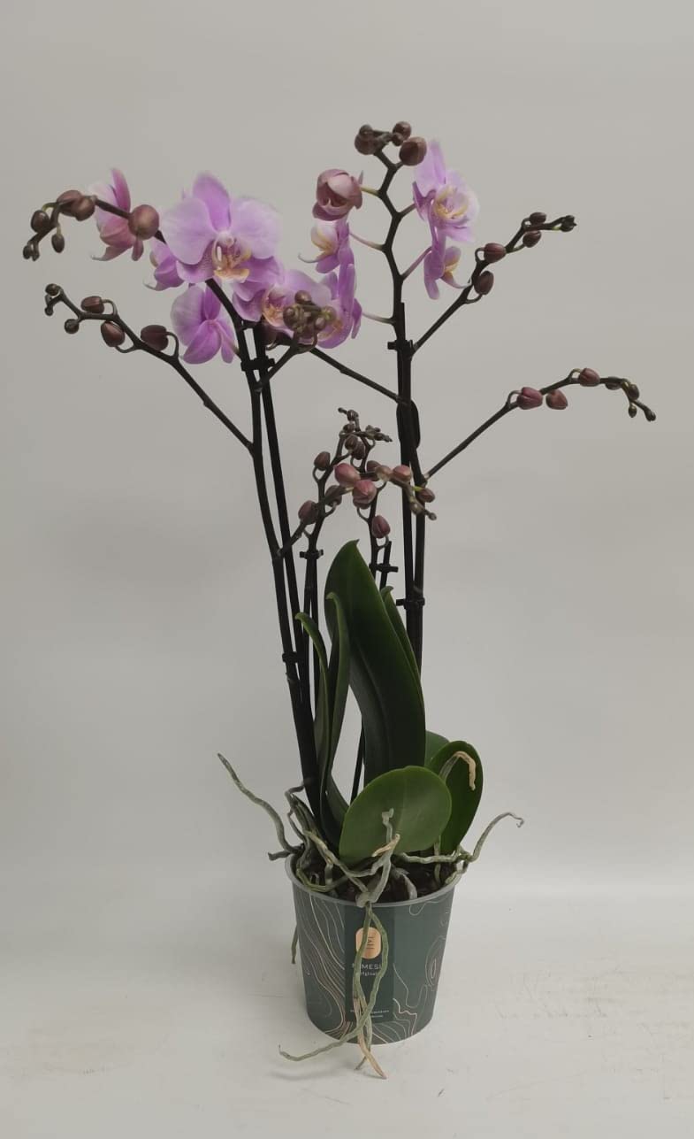 Phalaenopsis Pink Live Orchid Plant with 2 Spikes in12cm Pot 50cm Tall