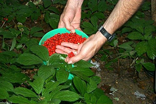 Stratified American Ginseng Seeds, Ready To Plant - Top Quality- Grow your own