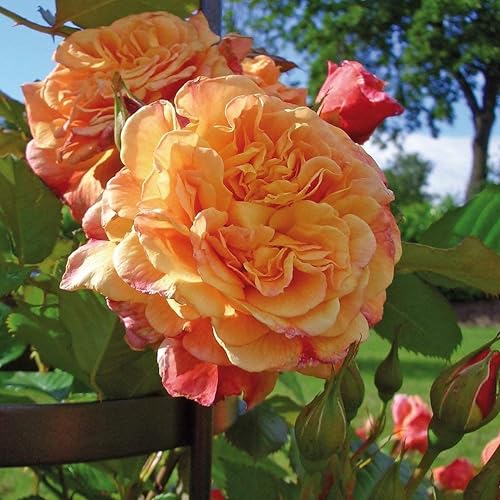 Kletter-Rose Aloha in Rot & Apricot-Rosa Nuancen - Duft Kletterrose Pflanze als Rankhilfe im 5 Liter...