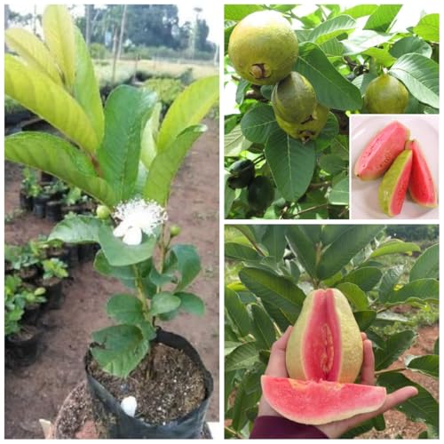 Image of Guava Super Kiran Thai 5 Amrood Variety Fruit (Air Layering /Grafted) Plants & Tree(1.5-3 Feet Size),CF SG33