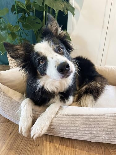 4L Textil Molly Kuscheliges Cord Hundebett Beige mit Bezug Hundekorb mittelgroße Hunde Hundekissen beige Hundekörbchen Hundesofa (Ersatzbezug(80x60 cm, Beige)