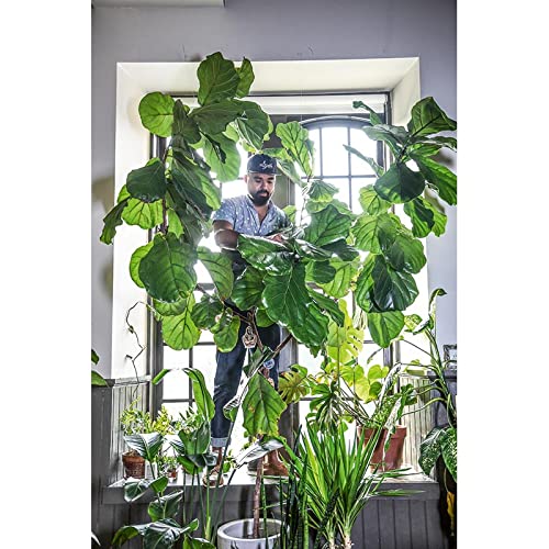 La Giungla In Casa - 4