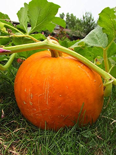 40 Connecticut Field Pumpkin Seeds Non GMO Heirloom Great for Carving and Pies