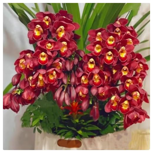 Premium Cymbidium Orchid Bulbs – Stunning Large Blooms, Simple to Grow – Perfect for Indoor Decor, Gifts & Holiday Displays-4 Bulbs-B