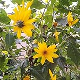 120 piezas de alcachofa de Jerusalén comprar semillas semillas jardín interior bonsái jardín