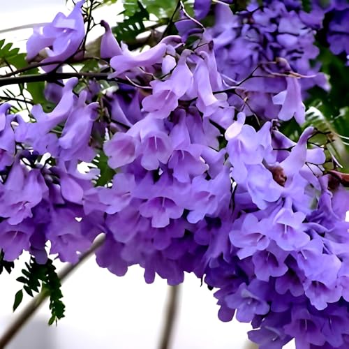 Image of Jacaranda Mimosifolia Neel Mohar Flower Live Plant for Home Garden Tree Fast Growing Tree Pack of 1 Healthy plant