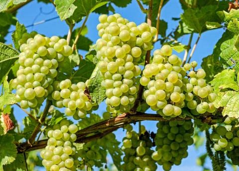 Methods of growing grapes